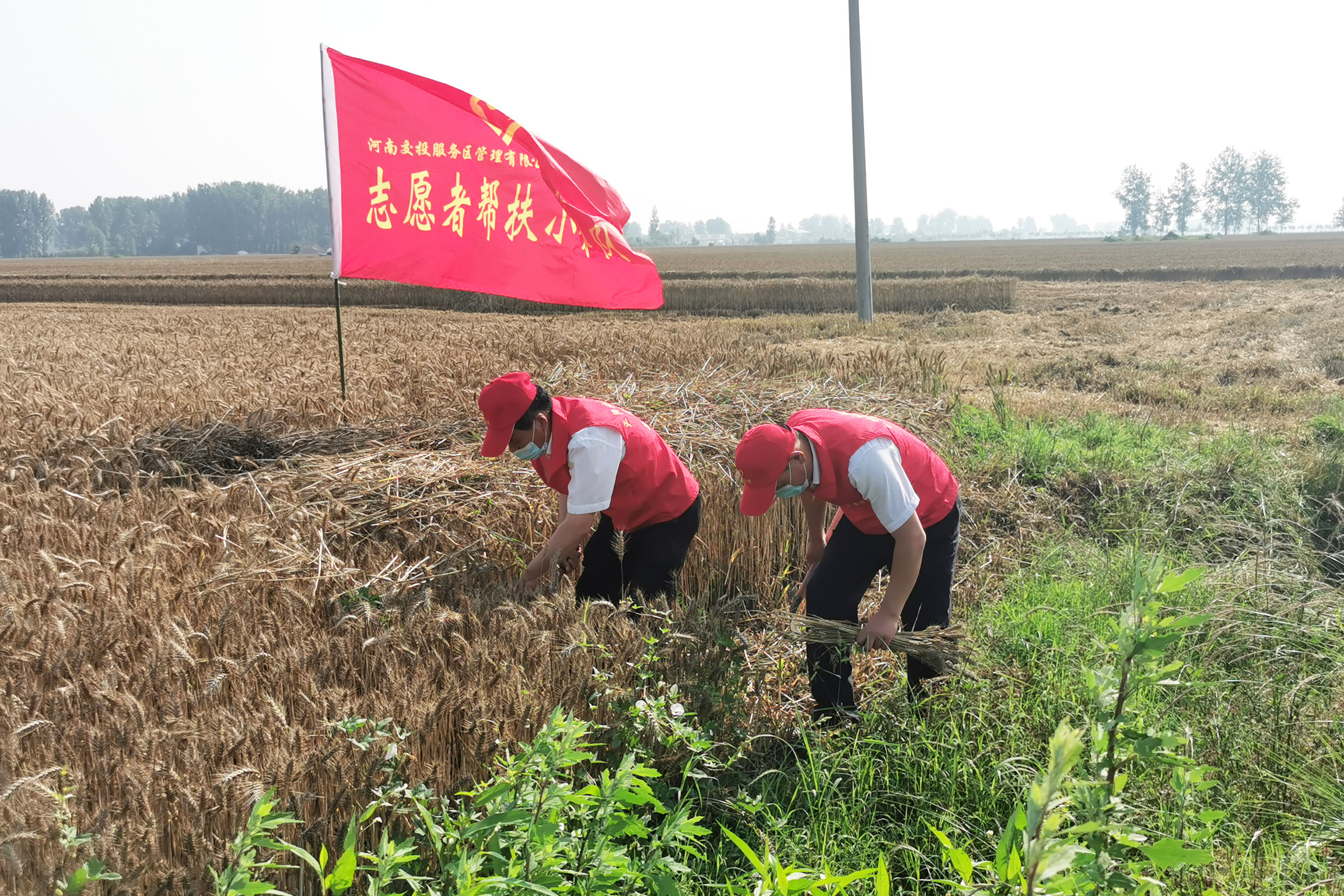 正陽北服務區(qū)成立“三夏”志愿服務隊，前往附近村莊幫助農(nóng)戶搶收小麥。拍攝人：周君婭.jpg